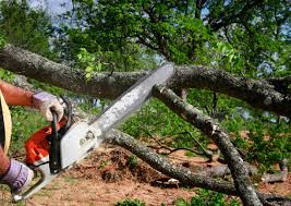 How Our Tree Care Process Works  in  North Fork, AZ